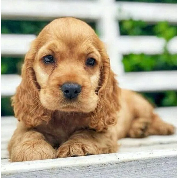 Cocker Spaniel Inglés Elegante 