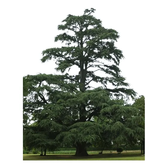 Muda De Cedro Do Libano - Planta Bíblica - Grande
