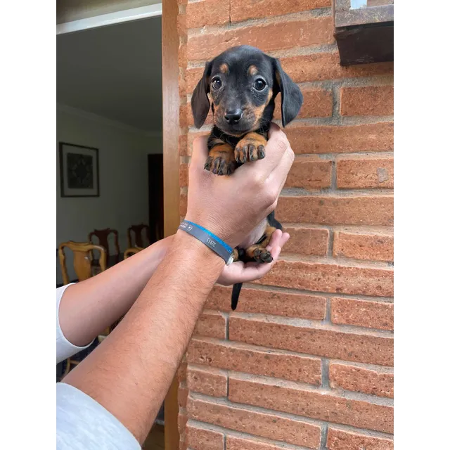 Lindos Cachorros Salchichas Dacshund Miniatura