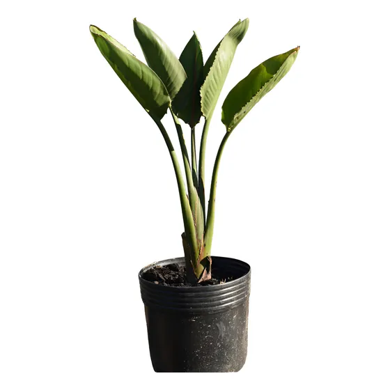 Flor De Pajarito Planta Exótica