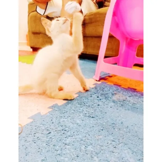 Gatinho Siamês Red Point Macho Lindo 90 Dias