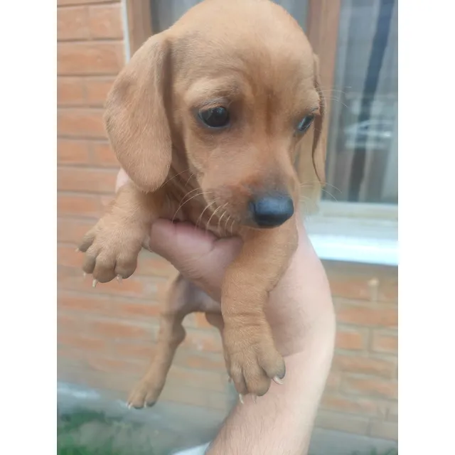 Cachorros Salchicha Miniatura Hembra
