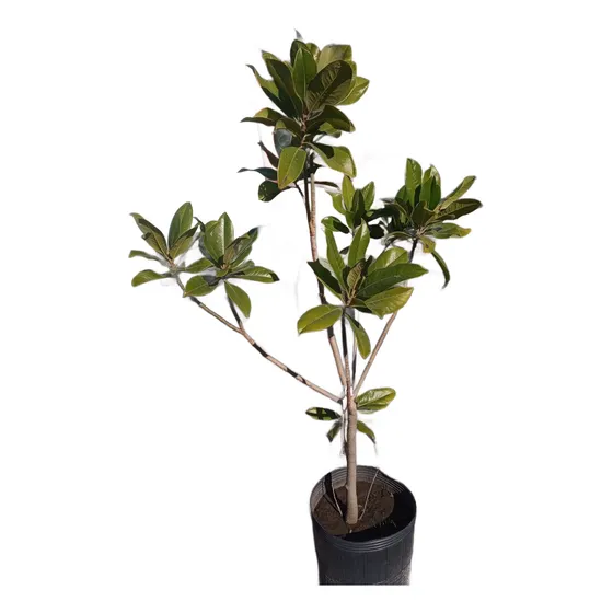 Magnolia Grandiflora - H E R M O S A - Entrega Gratis