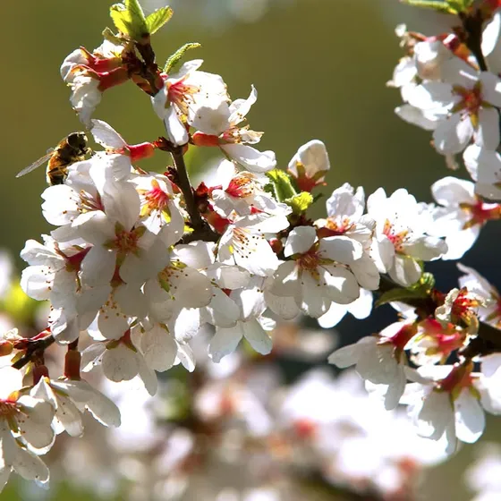 Yegaol Semillas De Cereza Nanking Prunus Tomentosa Resistent