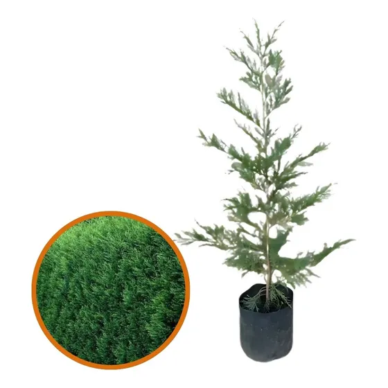 Cerco Vivo Pino Leylandii Somos Productores Verde