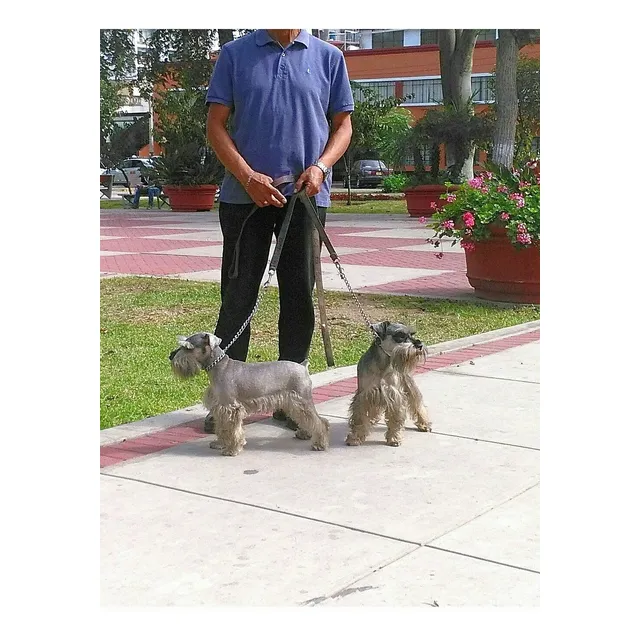 Schnauzer , Cachorros Autenticos