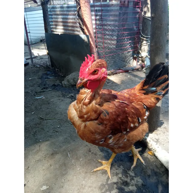 Hermoso  Piroko