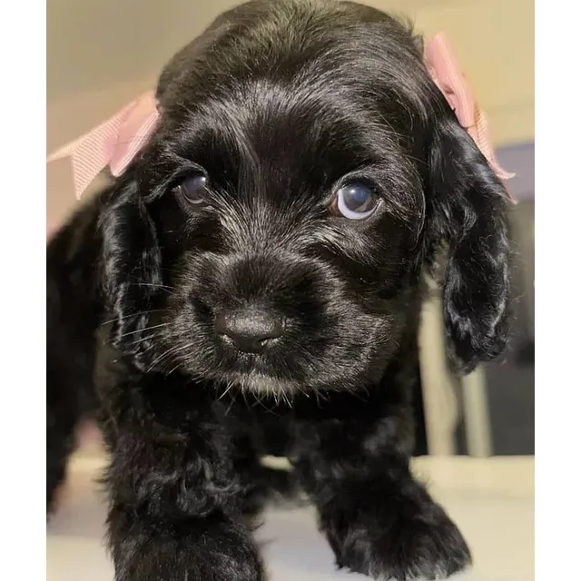 Cachorros Cocker Spaniel Puros