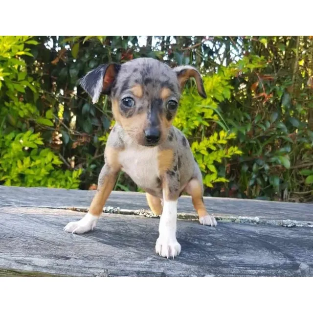 Perros Pinscher Black Try Merle Miniatura Cachorros Bogotá