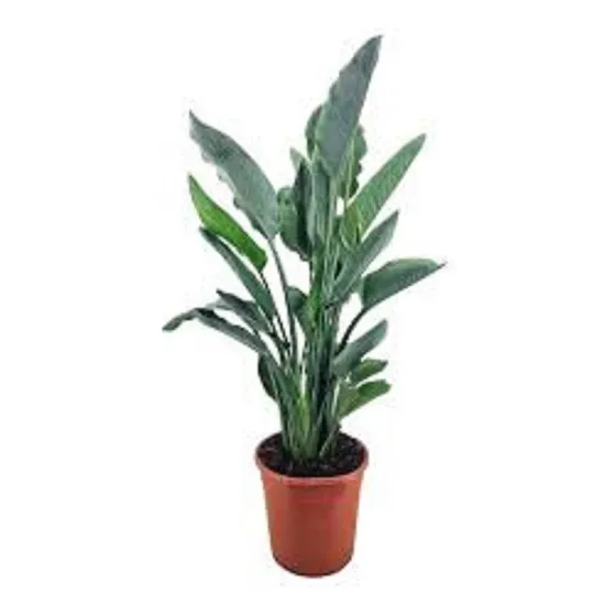 Strelitzia Reginai - Arbusto 40cm - 1 Planta En Maceta