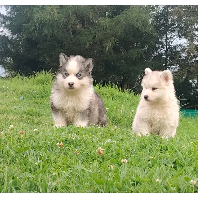Cachorr@s Malamute
