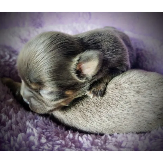 Chihuahuas Pelo Largo Lilac Y Blue And Tan