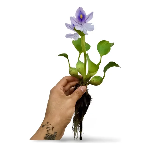 Planta Jacinto De Agua Pecera