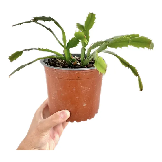 Schlumbergera - Cactus De Navidad O Pata De Jaiba