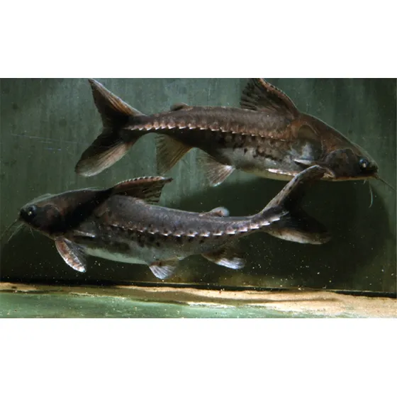 Peixe Lithodoras Dorsalis - Água Doce - Aquário 