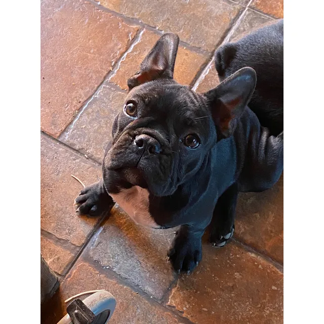 Bulldog Francés Inscritos Criadero