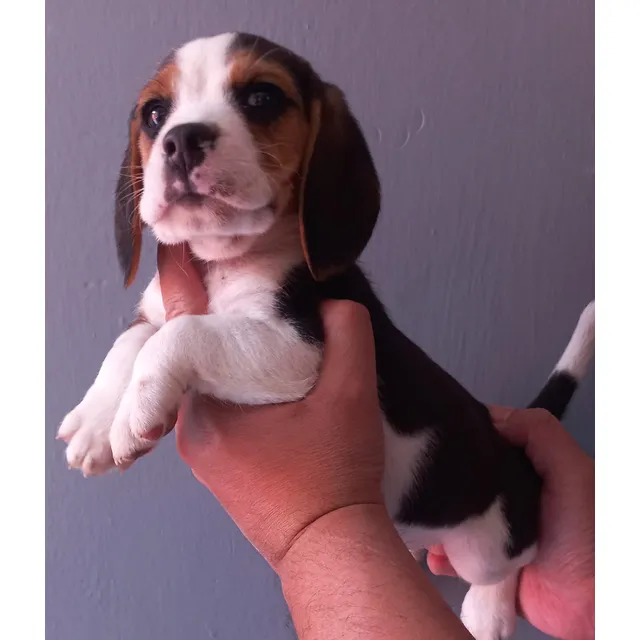 Beagle Hermosos Cachorros