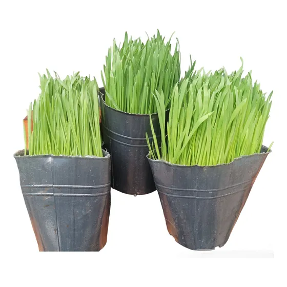 Pasto Para Gato X3 Unid Hierba Gatera Gatuna Envios Isiflor 