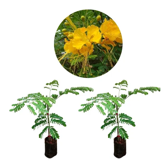 2 Mudas De Flamboyant Mirim Amarelo - Ideal Para O Seu Lar