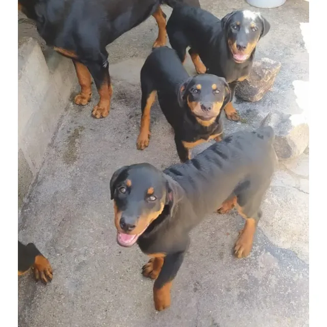 Cachorros Rottweiler Hembras Y Machos 100% Puros