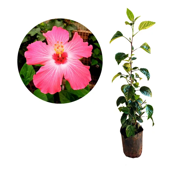 Muda De Hibisco Vermelho Dobrado
