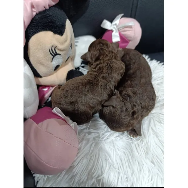 Poodle Chocolate