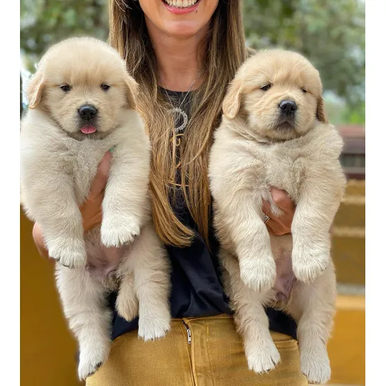 Cachorros Golden Puros Cert Vacunacion - Entrega Presencial
