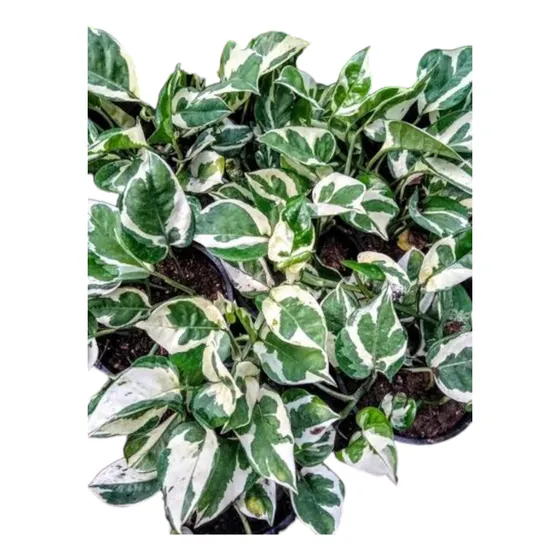 Pothus Eio - Potus - Epipremnum - Planta Interior Maceta 12