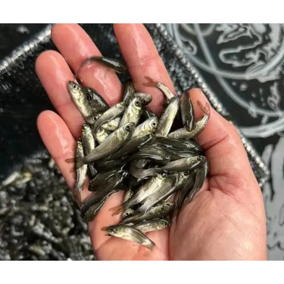 30 Carpas Capim, O Melhor Peixe Pra Limpar Lagos É Poços