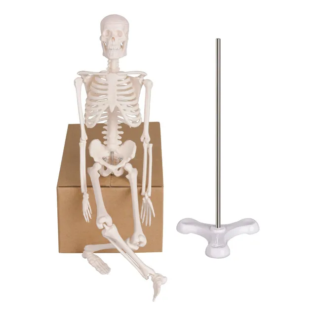 Esqueleto Anatómico Modelo Humano Anatomía Soporte De Exhibi