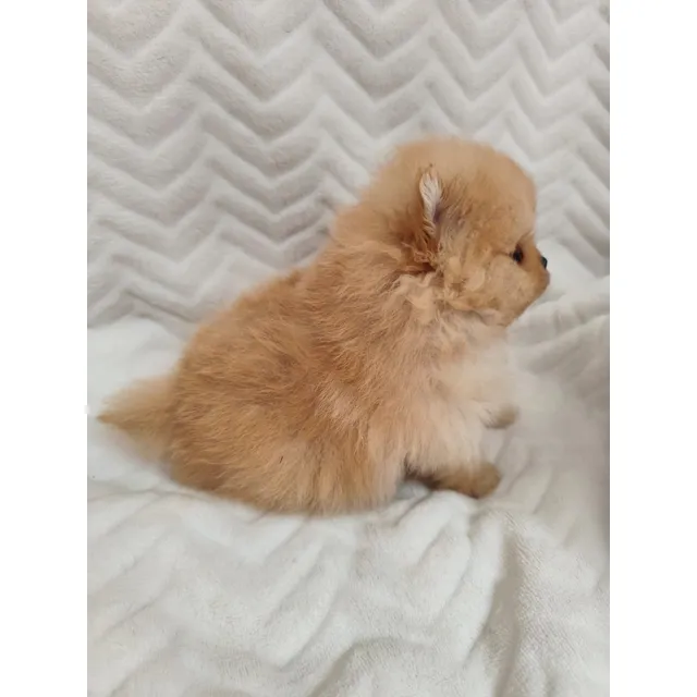 Cachorrita Pomerania Toy Inscrita En Kcc