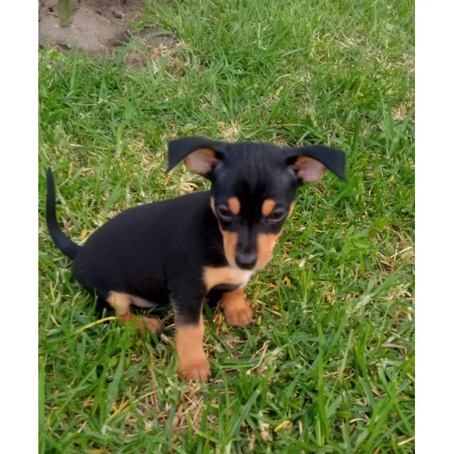 Pinscher Miniatura Color Negro Y Miel, Hembra Y Macho.