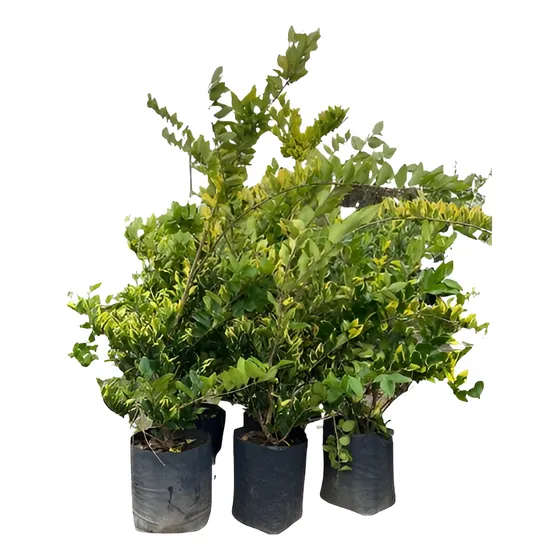 Plantas Cercos Vivos Oleo Olea Texana Verde Y Amarilla 10l 