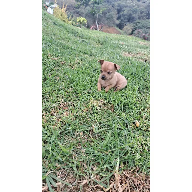 Cachorro Pincher Medellín Animal Pets Colombia 