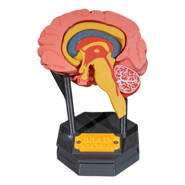 Cérebro Humano 3d