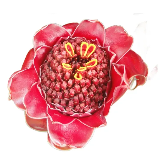 Sementes De Bastão Do Imperador Vermelho Panc Flor Etlingera