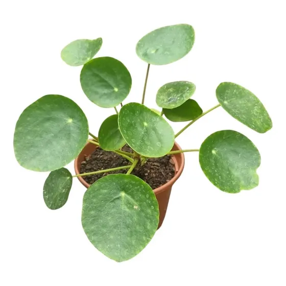 Planta Pilea !!