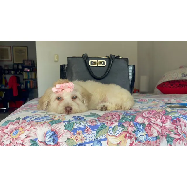 Poodle Maltipoo