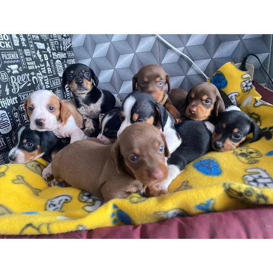 Basset - Dachshund - Teckel - Salsichinhas - Piebalds