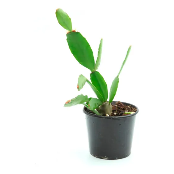 Rhipsalidopsis Gaertneri Cactus Navidad Pata De Jaiba 10cm