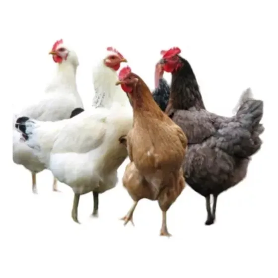 Ovos Galados Galinha Caipira 