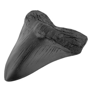 Diente De Tiburón Megalodon, Diente De Tiburón Gigante Fósil Diente De Tiburón Megalodon, Diente De Tiburón Gigante Fósil