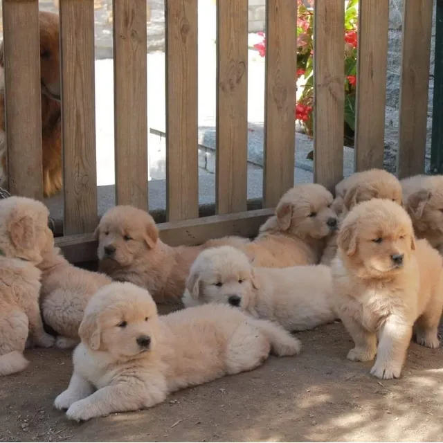 Auténticos Cachorros Golden Retriever A -1, Linea Importada