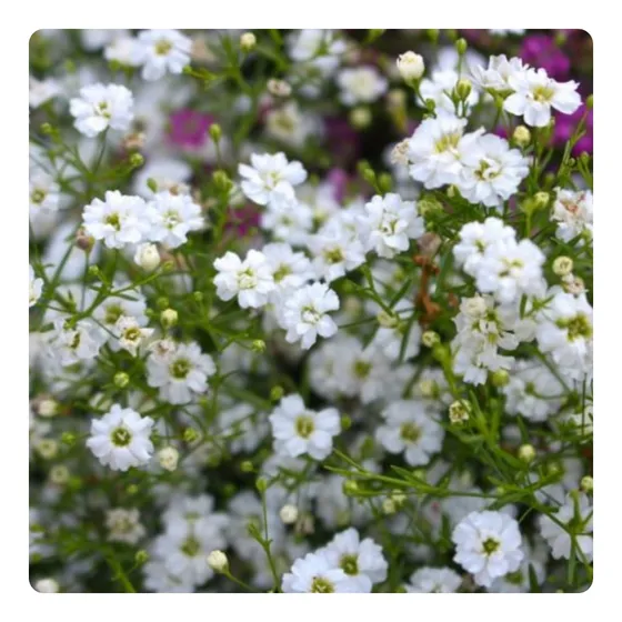 11.000 Sementes De Gipsofila Mosquitinho Branco - 10g