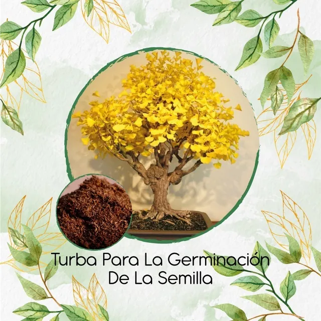 Turba Especial Para Semillas De Bonsái Guayacán Amarillo