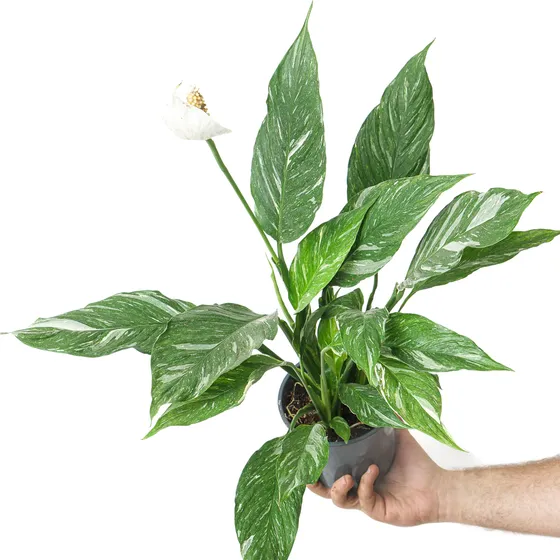 Spathiphyllum - Lirio De Paz - Cuna De Moisés