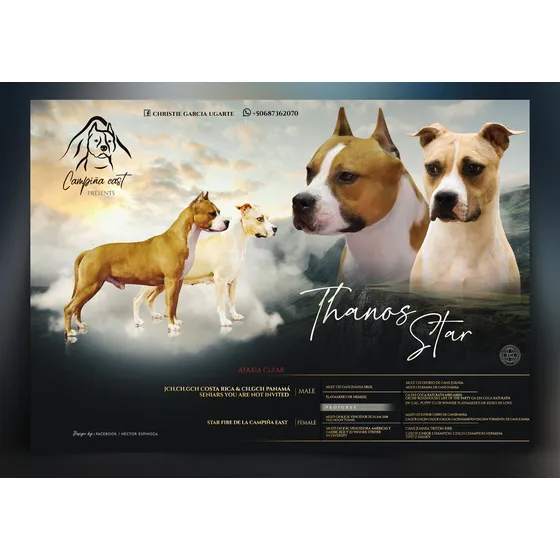 American Staffordshire Terrier Padres Con Pedigree