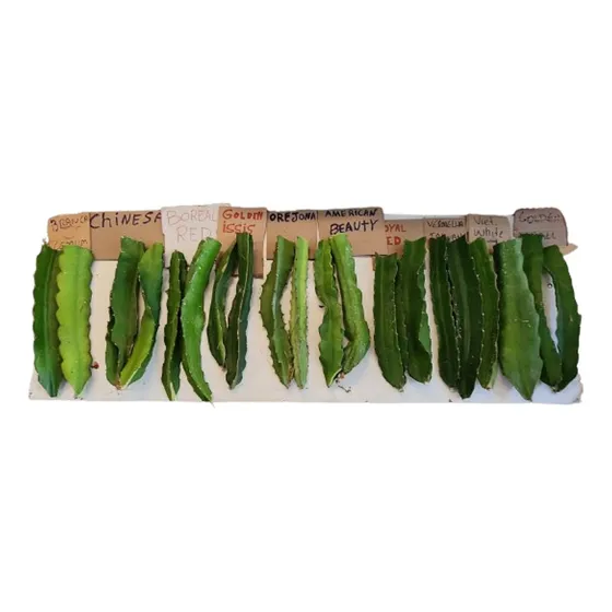 Kit 20 Mudas Pitaya -  8 Variedades Premium Incríveis