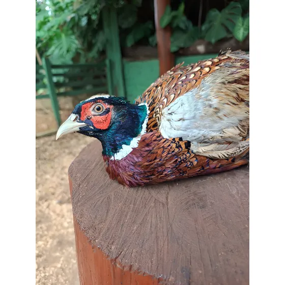 Coleira Faisao
