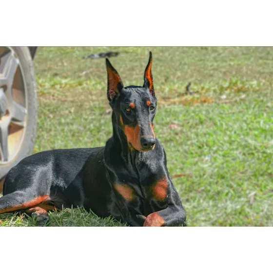 Filhotes Dobermann Puros C/pedigree Cbkc- Linhagem Vencedora
